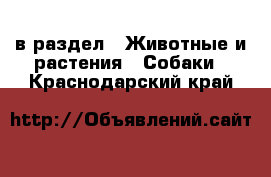  в раздел : Животные и растения » Собаки . Краснодарский край